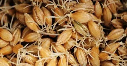Cebada germinada
