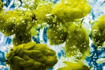 ¿Qué es el First Wort Hopping?