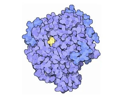 Enzima amyloglucosidasa (Protein Data Bank) Enzima amyloglucosidasa