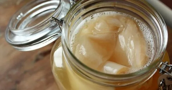 Cultivo de Kombucha