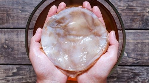 SCOBY SCOBY