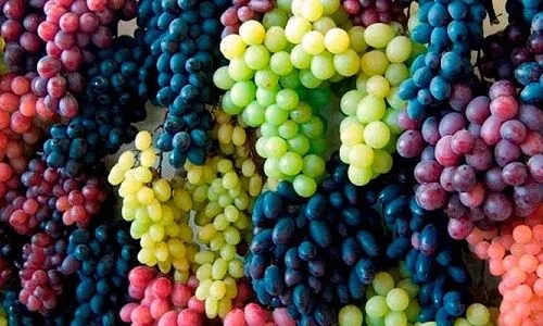 Variedades de uva
