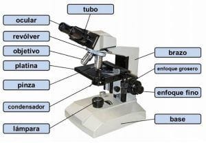 Partes de un microscopio Partes de un microscopio