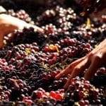 Elaboración de vino