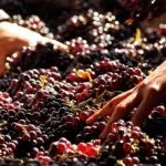 Elaboración de vino
