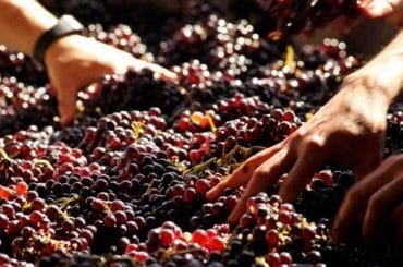Elaboración de vino