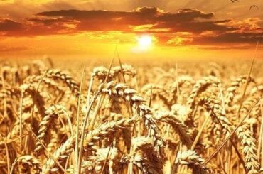 Cultivo de trigo