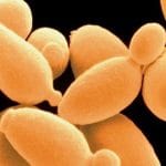 Saccharomyces cerevisiae