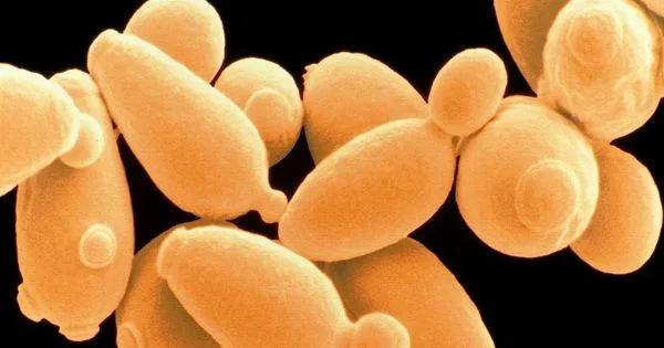 Saccharomyces cerevisiae