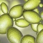Síndrome de fermentación automática