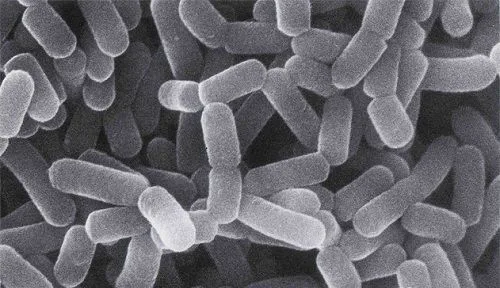 Lactobacillus en la cerveza