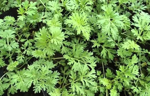 Ajenjo