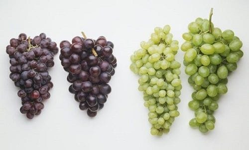 4 variedades de vitis vinifera 4 variedades de vitis vinifera