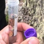 Levadura nativa Patagonia chilena