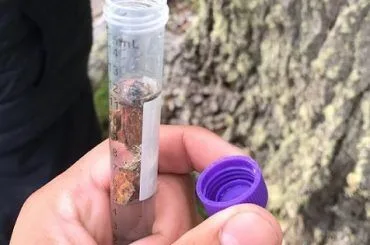 Levadura nativa Patagonia chilena