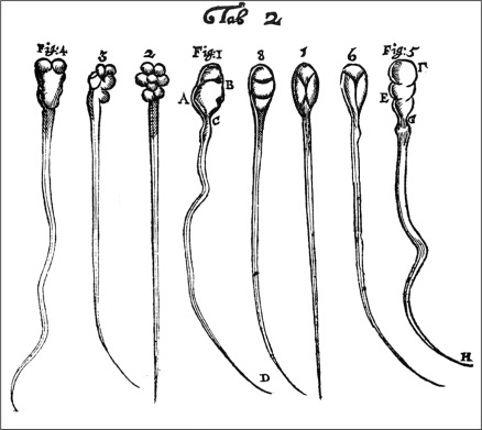 Espermatozoides observados por Leeuwenhoek Espermatozoides observados por Leeuwenhoek