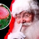 Santa Claus Amanita Muscaria