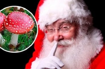 Santa Claus Amanita Muscaria
