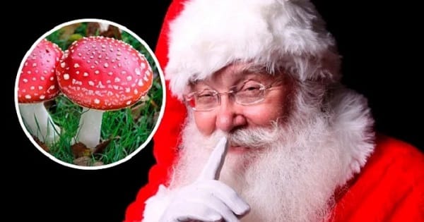 Santa Claus Amanita Muscaria