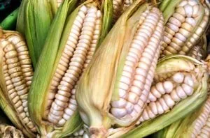 Maíz amarillo germinado o jora molida, ingrediente base para la chicha andina