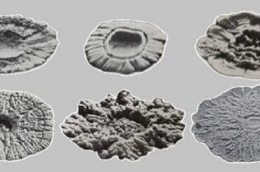 Colonias de levaduras lager