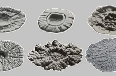 Colonias de levaduras lager