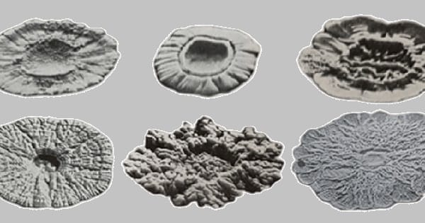 Hipótesis sobre el origen de las levaduras Lager Hipótesis sobre el origen de las levaduras Lager