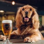 Turismo cervecero con mascotas