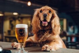 Turismo cervecero con mascotas