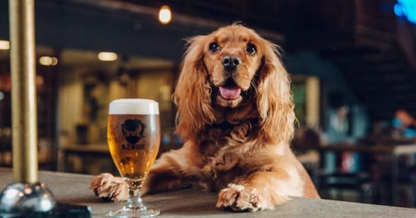 Turismo cervecero con mascotas