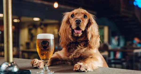 Turismo cervecero con mascotas