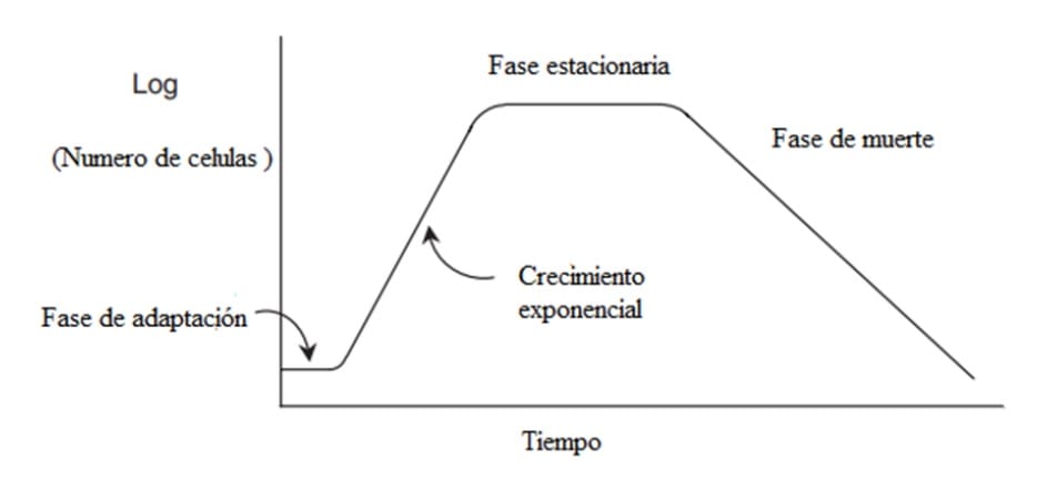 Fases crecimiento células levadura Fases crecimiento células levadura