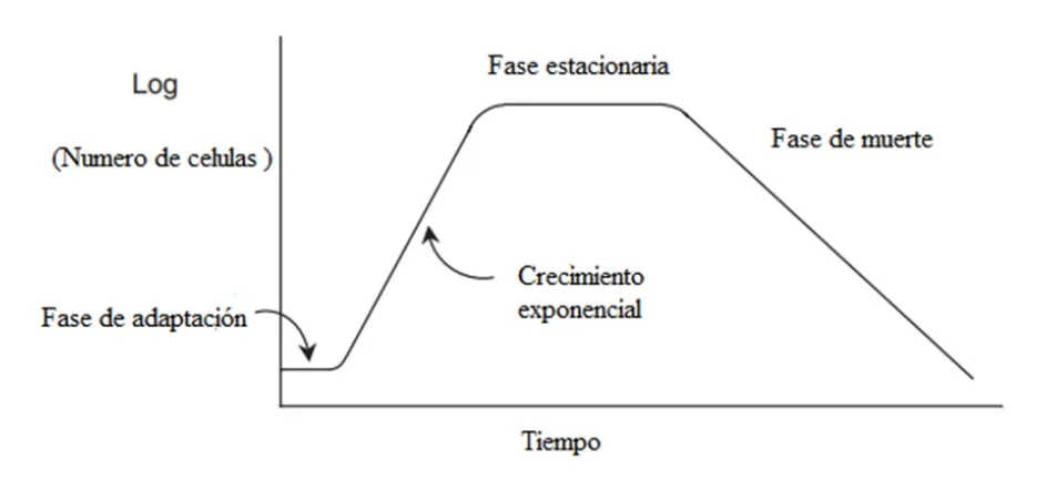 Fases crecimiento células levadura Fases crecimiento células levadura