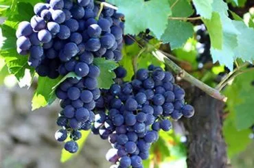 Uva Mencia