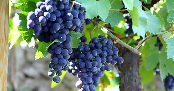 Uva Mencia