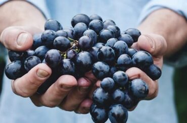 Día Internacional del Carmenere