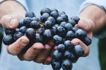 Día Internacional del Carmenere