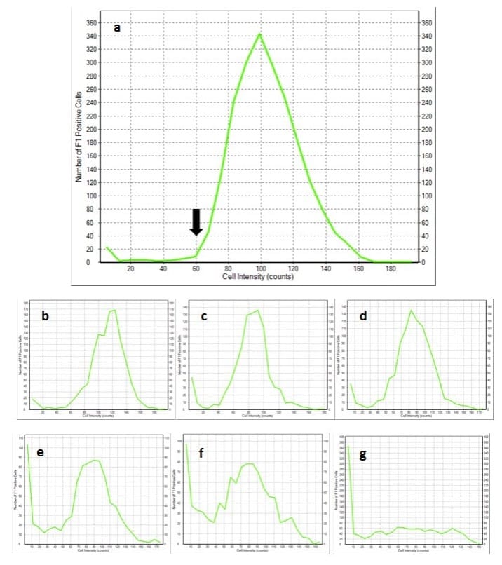 Histogramas de mediciones de intensidad de fluorescencia celular en 1056 American Ale® almacenada a 35 °F (1,6 °C) durante 6 (a), 33 (b), 68 (c), 90 (d), 125 (e), 153 (f), 181 (g) días.