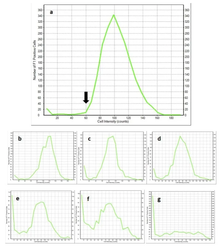 Figura 2. Histogramas de mediciones de intensidad de fluorescencia celular en 1056 American Ale® almacenada a 35 °F (1,6 °C) durante 6 (a), 33 (b), 68 (c), 90 (d), 125 (e), 153 (f), 181 (g) días. Histogramas de mediciones de intensidad de fluorescencia celular en 1056 American Ale® almacenada a 35 °F (1,6 °C) durante 6 (a), 33 (b), 68 (c), 90 (d), 125 (e), 153 (f), 181 (g) días.