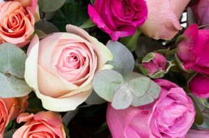 Rosas frescas Rosas frescas