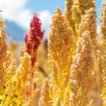 Beneficios de la quinua