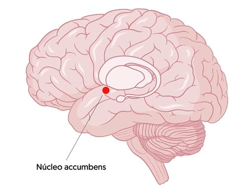 Núcleo accumbens