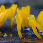 Dacryopinax spathularia Nogardo