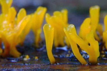 Dacryopinax spathularia Nogardo