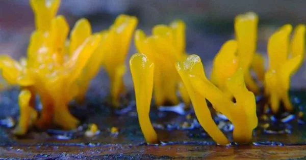 Dacryopinax spathularia Nogardo