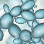 Levaduras tipo Saccharomyces
