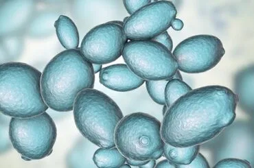 Levaduras tipo Saccharomyces