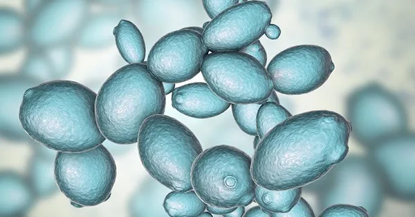 Levaduras tipo Saccharomyces