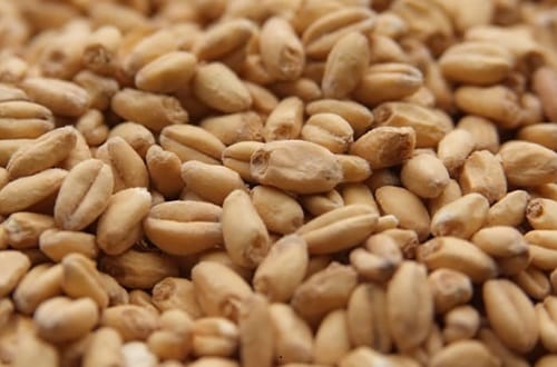 Malta de trigo ahumada sobre madera de roble