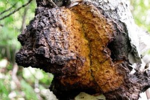 Chaga
